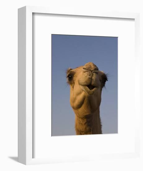 Close-Up of Camel's Head in Bright Evening Light, Near Abu Dhabi-Martin Child-Framed Photographic Print