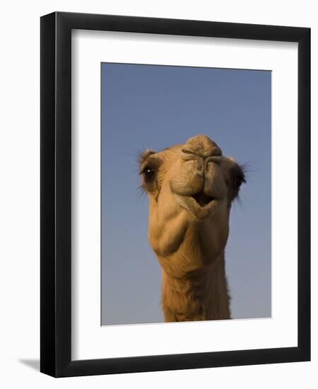 Close-Up of Camel's Head in Bright Evening Light, Near Abu Dhabi-Martin Child-Framed Photographic Print