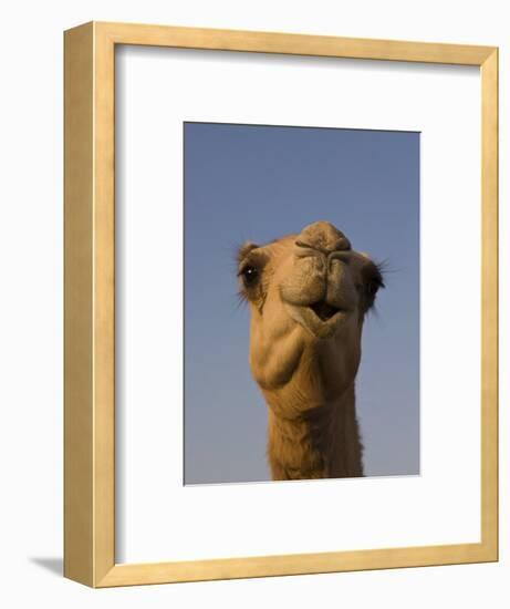 Close-Up of Camel's Head in Bright Evening Light, Near Abu Dhabi-Martin Child-Framed Photographic Print