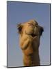 Close-Up of Camel's Head in Bright Evening Light, Near Abu Dhabi-Martin Child-Mounted Photographic Print
