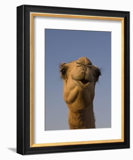 Close-Up of Camel's Head in Bright Evening Light, Near Abu Dhabi-Martin Child-Framed Photographic Print