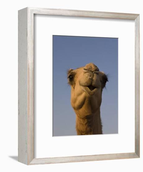 Close-Up of Camel's Head in Bright Evening Light, Near Abu Dhabi-Martin Child-Framed Photographic Print