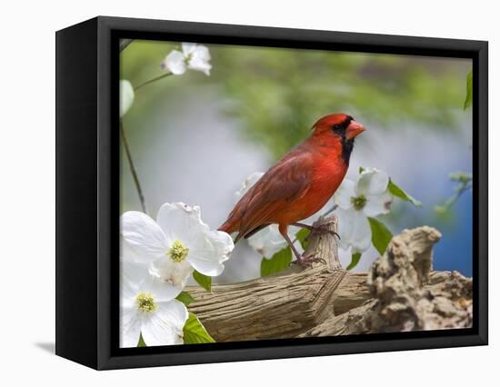 Close-up of Cardinal in Blooming Tree-Gary Carter-Framed Premier Image Canvas