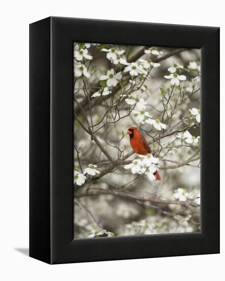 Close-up of Cardinal in Blooming Tree-Gary Carter-Framed Premier Image Canvas