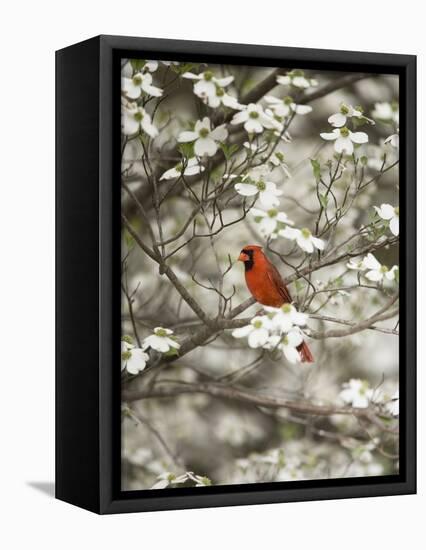 Close-up of Cardinal in Blooming Tree-Gary Carter-Framed Premier Image Canvas
