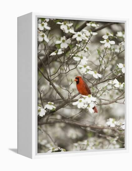 Close-up of Cardinal in Blooming Tree-Gary Carter-Framed Premier Image Canvas