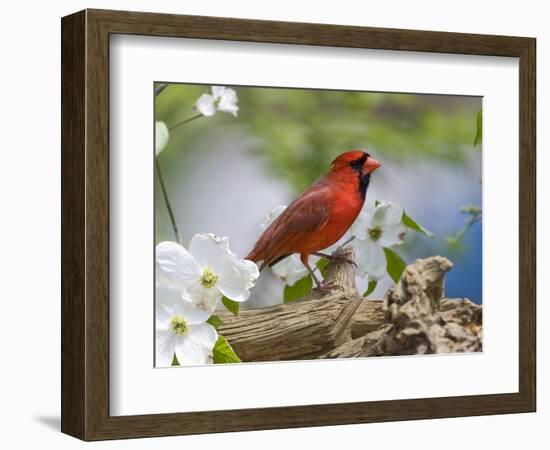 Close-up of Cardinal in Blooming Tree-Gary Carter-Framed Photographic Print