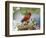 Close-up of Cardinal in Blooming Tree-Gary Carter-Framed Photographic Print