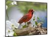 Close-up of Cardinal in Blooming Tree-Gary Carter-Mounted Photographic Print