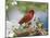 Close-up of Cardinal in Blooming Tree-Gary Carter-Mounted Photographic Print