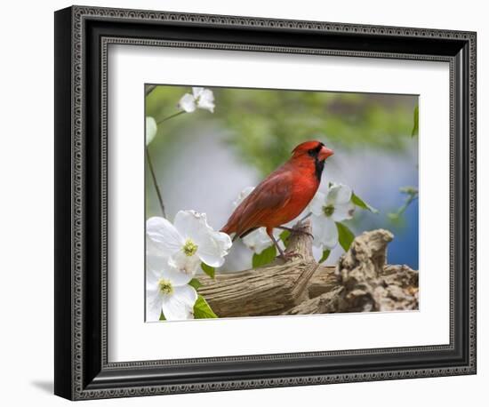 Close-up of Cardinal in Blooming Tree-Gary Carter-Framed Photographic Print