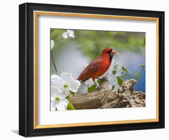 Close-up of Cardinal in Blooming Tree-Gary Carter-Framed Photographic Print