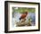 Close-up of Cardinal in Blooming Tree-Gary Carter-Framed Photographic Print