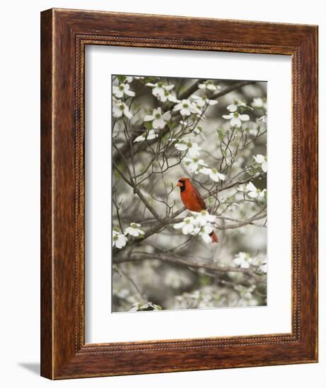 Close-up of Cardinal in Blooming Tree-Gary Carter-Framed Photographic Print