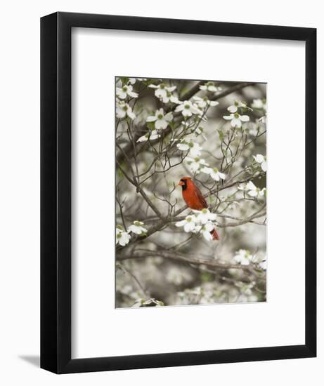 Close-up of Cardinal in Blooming Tree-Gary Carter-Framed Photographic Print