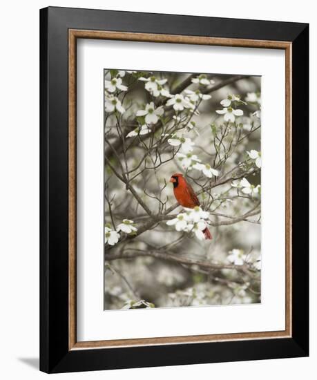 Close-up of Cardinal in Blooming Tree-Gary Carter-Framed Photographic Print