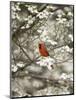 Close-up of Cardinal in Blooming Tree-Gary Carter-Mounted Photographic Print