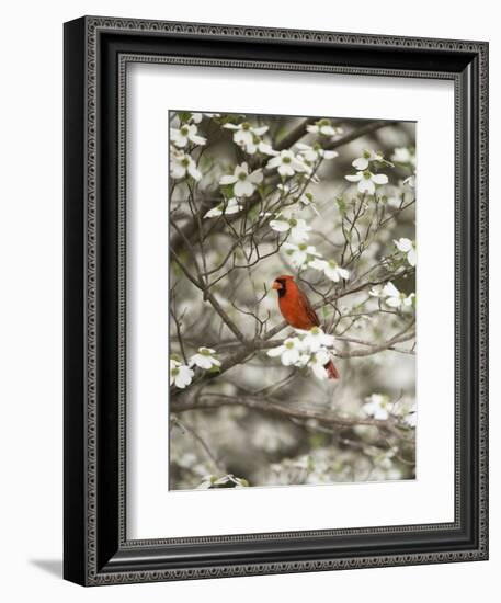 Close-up of Cardinal in Blooming Tree-Gary Carter-Framed Photographic Print