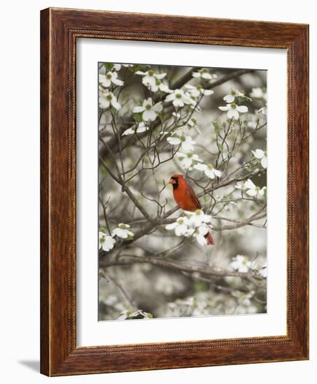 Close-up of Cardinal in Blooming Tree-Gary Carter-Framed Photographic Print