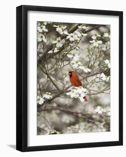 Close-up of Cardinal in Blooming Tree-Gary Carter-Framed Photographic Print