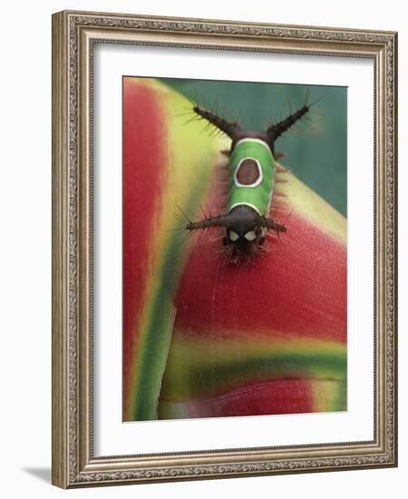 Close-up of Caterpillar on Heliconia Plant, Costa Rica-Nancy Rotenberg-Framed Photographic Print
