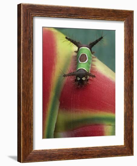 Close-up of Caterpillar on Heliconia Plant, Costa Rica-Nancy Rotenberg-Framed Photographic Print