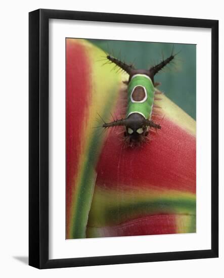 Close-up of Caterpillar on Heliconia Plant, Costa Rica-Nancy Rotenberg-Framed Photographic Print
