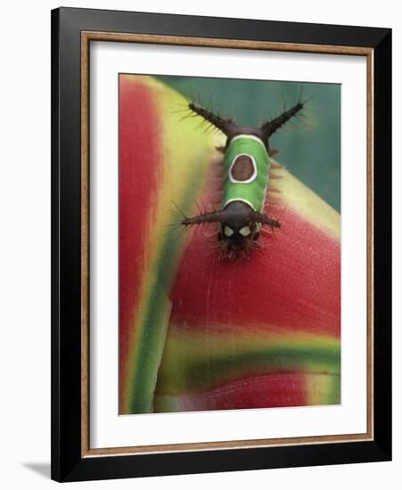 Close-up of Caterpillar on Heliconia Plant, Costa Rica-Nancy Rotenberg-Framed Photographic Print