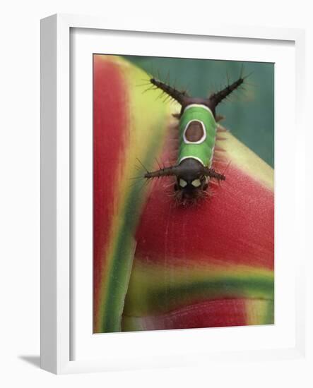 Close-up of Caterpillar on Heliconia Plant, Costa Rica-Nancy Rotenberg-Framed Photographic Print