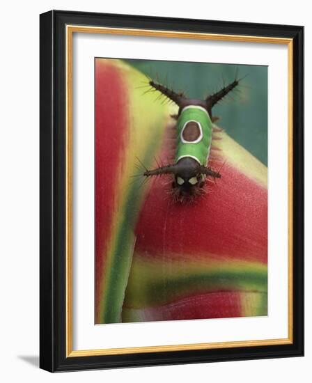 Close-up of Caterpillar on Heliconia Plant, Costa Rica-Nancy Rotenberg-Framed Photographic Print