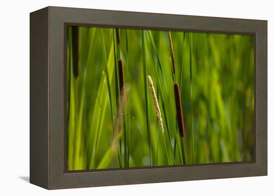 Close-up of cattails plant in a field-null-Framed Premier Image Canvas