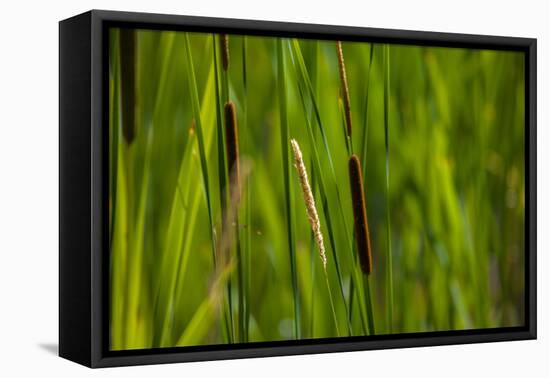 Close-up of cattails plant in a field-null-Framed Premier Image Canvas