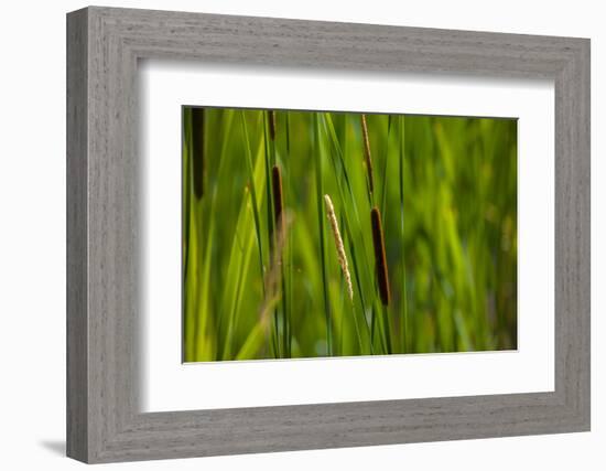 Close-up of cattails plant in a field-null-Framed Photographic Print