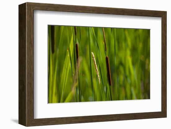 Close-up of cattails plant in a field-null-Framed Photographic Print