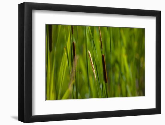 Close-up of cattails plant in a field-null-Framed Photographic Print