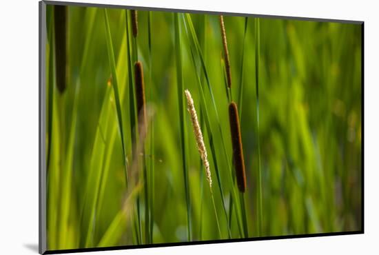 Close-up of cattails plant in a field-null-Mounted Photographic Print