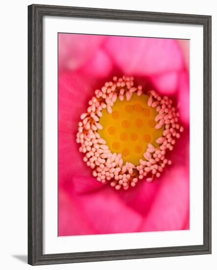 Close-up of Center of Lotus, North Carolina, USA-Joanne Wells-Framed Photographic Print