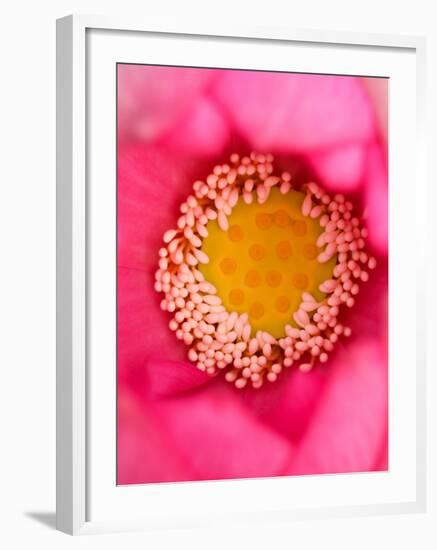 Close-up of Center of Lotus, North Carolina, USA-Joanne Wells-Framed Photographic Print