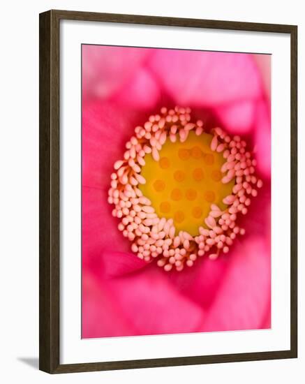 Close-up of Center of Lotus, North Carolina, USA-Joanne Wells-Framed Photographic Print