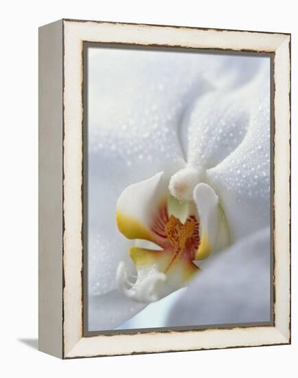 Close Up of Center of White Orchid with Yellow Center-null-Framed Premier Image Canvas