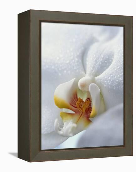 Close Up of Center of White Orchid with Yellow Center-null-Framed Premier Image Canvas