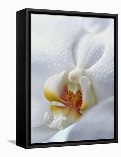 Close Up of Center of White Orchid with Yellow Center-null-Framed Premier Image Canvas