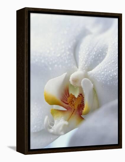 Close Up of Center of White Orchid with Yellow Center-null-Framed Premier Image Canvas