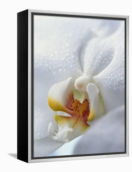 Close Up of Center of White Orchid with Yellow Center-null-Framed Premier Image Canvas