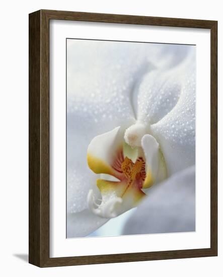 Close Up of Center of White Orchid with Yellow Center-null-Framed Photographic Print