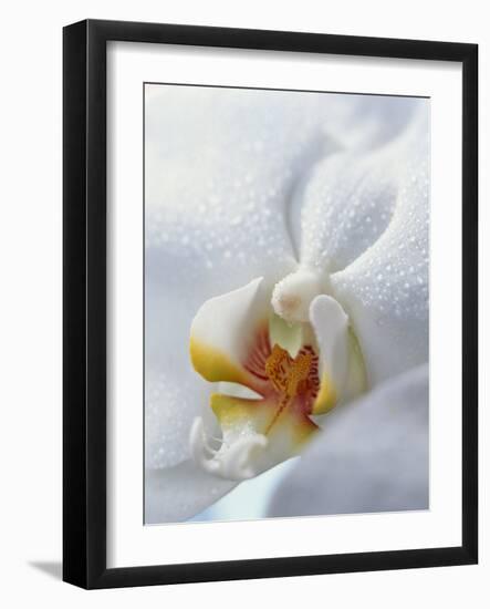 Close Up of Center of White Orchid with Yellow Center-null-Framed Photographic Print