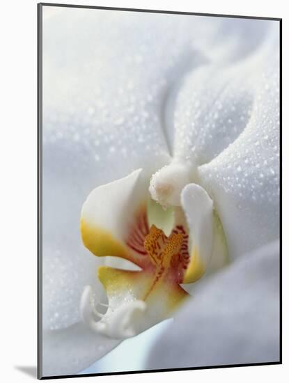 Close Up of Center of White Orchid with Yellow Center-null-Mounted Photographic Print