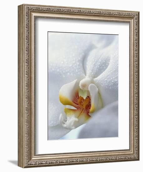 Close Up of Center of White Orchid with Yellow Center-null-Framed Photographic Print