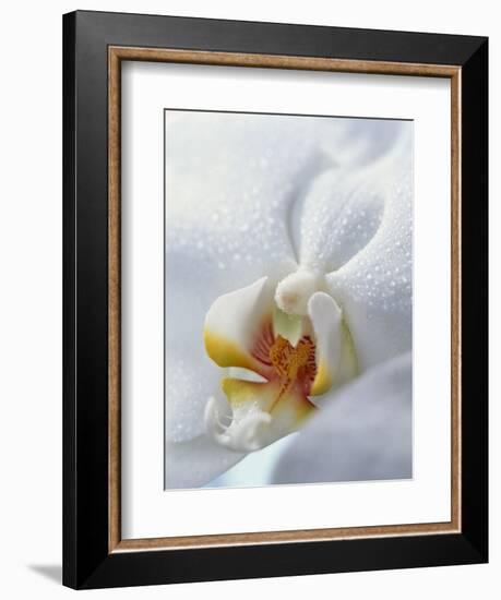 Close Up of Center of White Orchid with Yellow Center-null-Framed Photographic Print