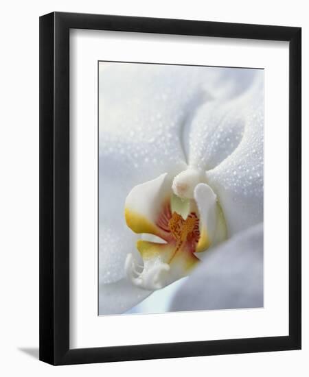 Close Up of Center of White Orchid with Yellow Center-null-Framed Photographic Print